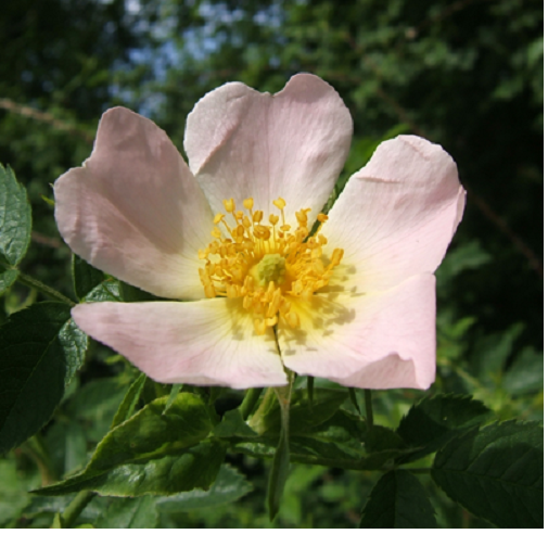 Atelier botanique « Mille et une fleurs sauvages »