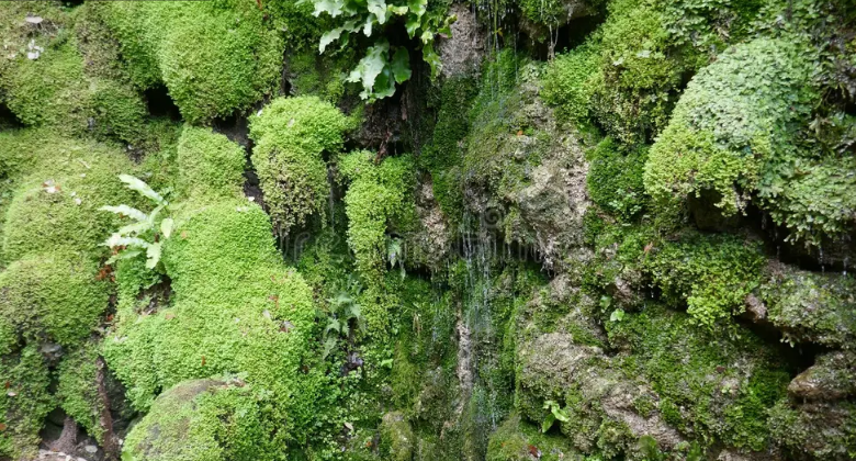 Stage d&rsquo;initiation à la Bryologie